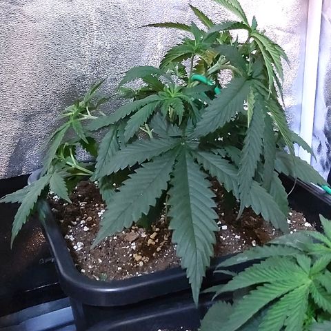 Growerina growlog photo: 11,00 Effettuati LST e inversione piante nord sud