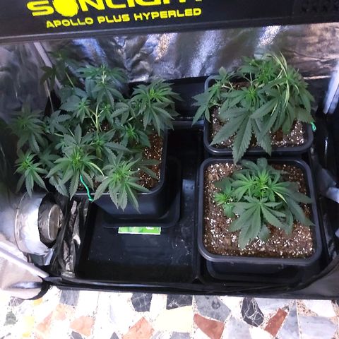Growerina growlog timeline photo