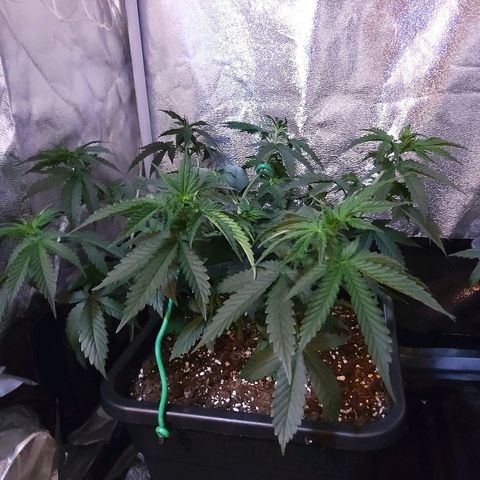 Growerina growlog photo: 11,00 Effettuati LST e inversione piante nord sud