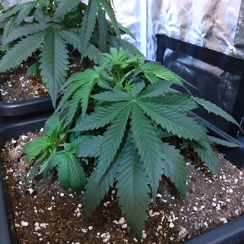 Growerina growlog photo: 11,00 Effettuati LST e inversione piante nord sud