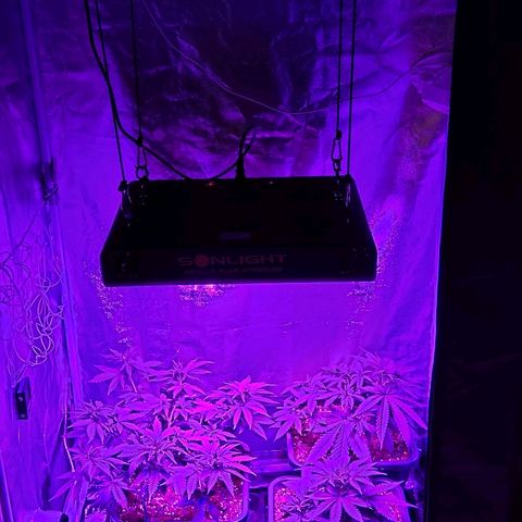 Growerina growlog photo: 21,00 Tutto ok