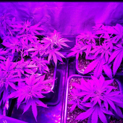 Growerina growlog photo: 21,00 Ovest spettacolare, nord accettabile, sud nana