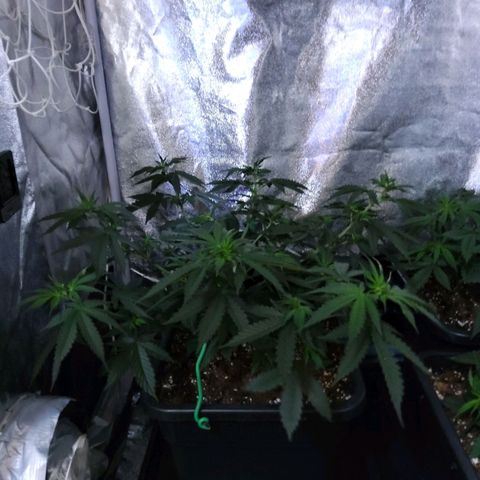 Growerina growlog photo: 12,00 Ok