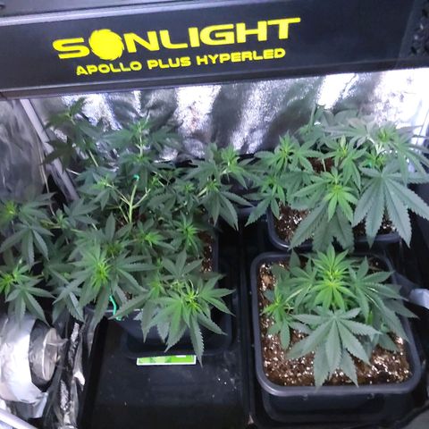 Growerina growlog photo: 12,00 Ok