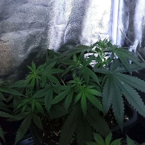 Growerina growlog photo: 12,00 Ok