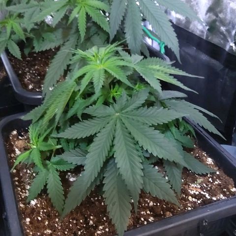Growerina growlog photo: 12,00 Ok