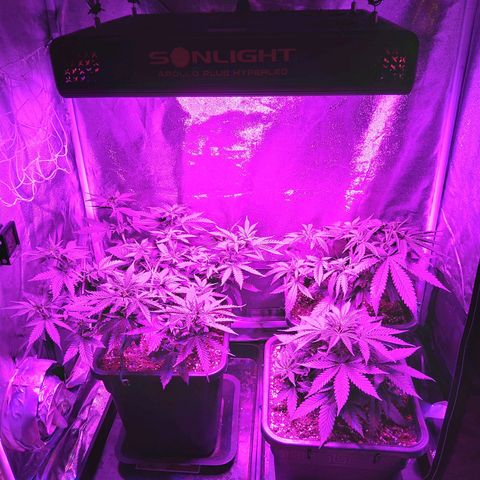 Growerina growlog photo: 18,00 Ok
