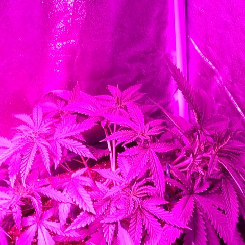Growerina growlog photo: 19,00 Piegata ancora Nord, le altre cime sono al pari dell'apicoltura, ma sabato va sistemata, se no si rompe