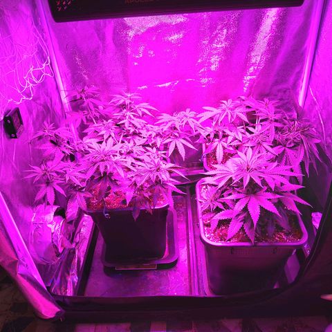 Growerina growlog photo: 19,00 Piegata ancora Nord, le altre cime sono al pari dell'apicoltura, ma sabato va sistemata, se no si rompe