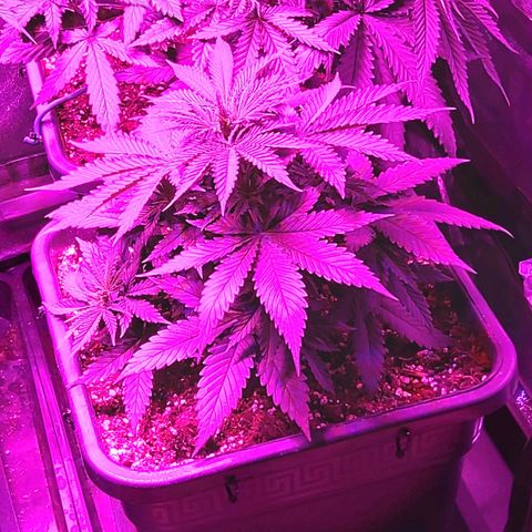 Growerina growlog photo: 19,00 Piegata ancora Nord, le altre cime sono al pari dell'apicoltura, ma sabato va sistemata, se no si rompe