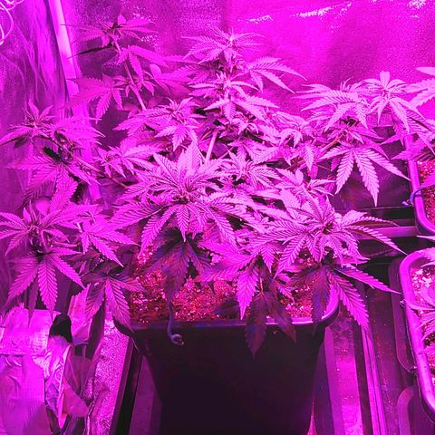 Growerina growlog photo: 19,00 Piegata ancora Nord, le altre cime sono al pari dell'apicoltura, ma sabato va sistemata, se no si rompe