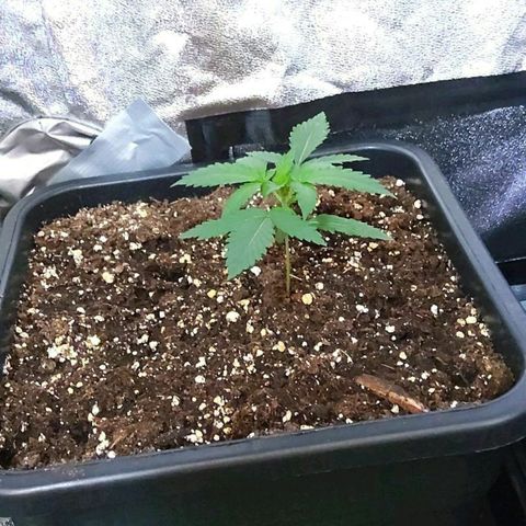 Growerina growlog timeline photo