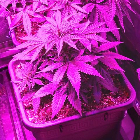 Growerina growlog timeline photo