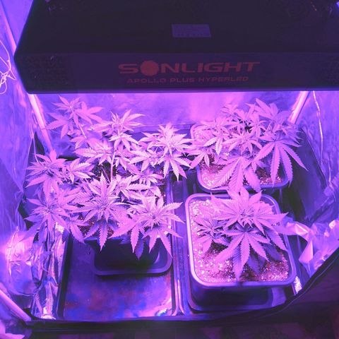 Growerina growlog timeline photo