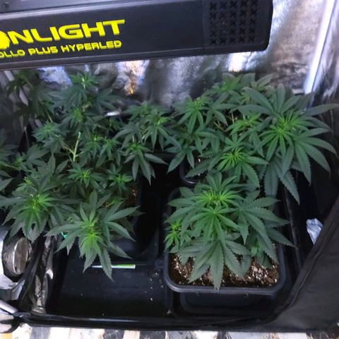 Growerina growlog photo: 09,30 Un mare di verde