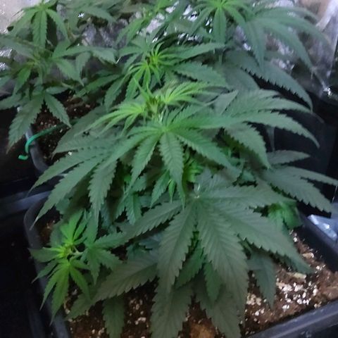 Growerina growlog photo: 09,30 Un mare di verde