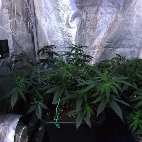 Growerina growlog photo: 09,30 Un mare di verde