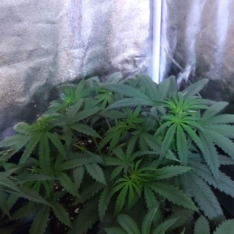 Growerina growlog photo: 09,30 Un mare di verde