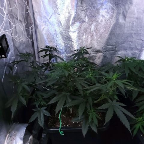 Growerina growlog timeline photo