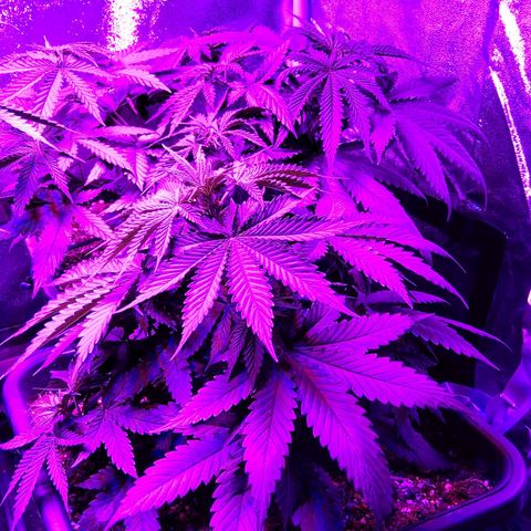 Growerina growlog timeline photo
