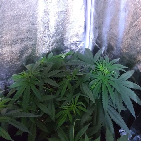 Growerina growlog timeline photo