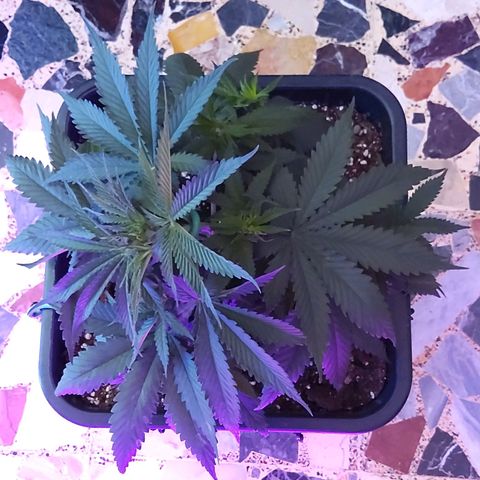 Growerina growlog photo: 15,30 Sud