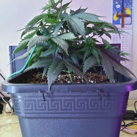 Growerina growlog photo: 15,30 Sud