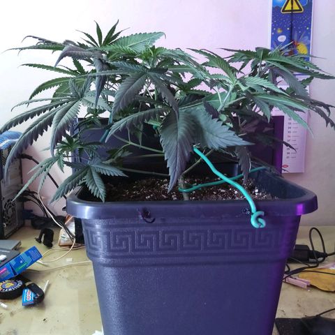 Growerina growlog photo: 15,30 Nord