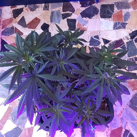 Growerina growlog photo: 15,30 Nord