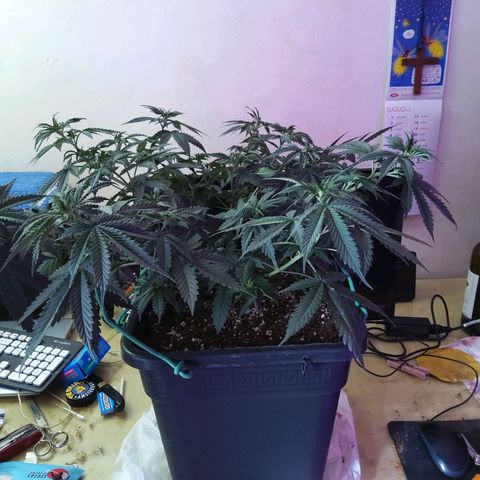 Growerina growlog photo: 15,30 Ovest