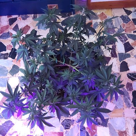 Growerina growlog photo: 15,30 Ovest