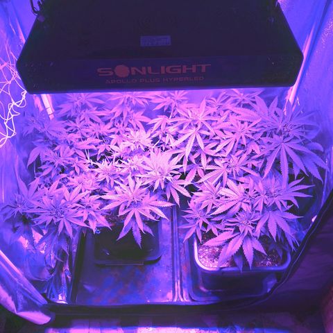 Growerina growlog photo: 19,00 Tutto ok.