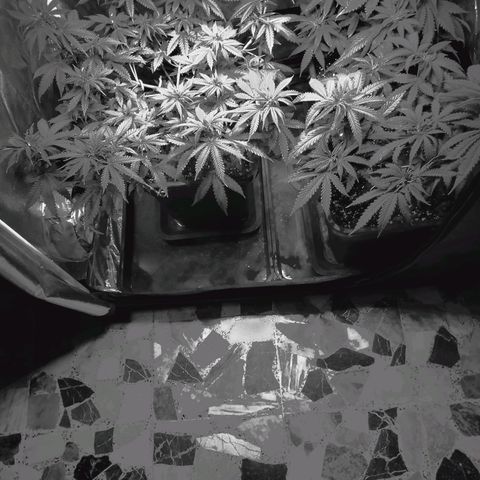 Growerina growlog photo: 23,00 Riorganizzata posizione vasi. Situazione generale buona
