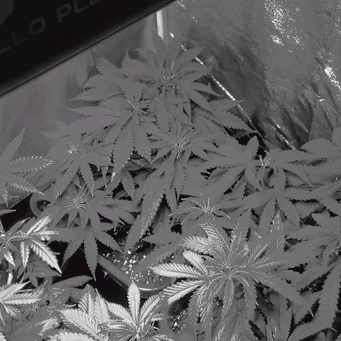 Growerina growlog photo: 23,00 Riorganizzata posizione vasi. Situazione generale buona