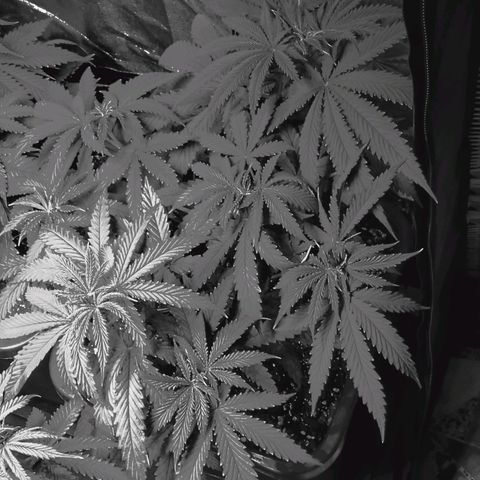 Growerina growlog photo: 23,00 Riorganizzata posizione vasi. Situazione generale buona