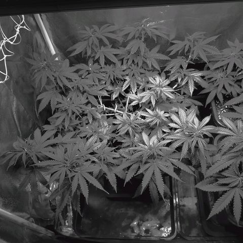 Growerina growlog photo: 23,00 Riorganizzata posizione vasi. Situazione generale buona