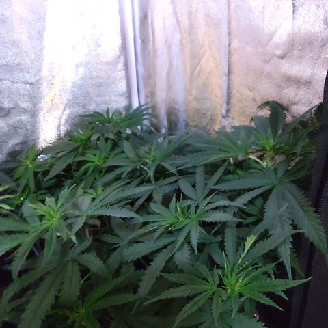 Growerina growlog photo: 09,00 Tutto ok