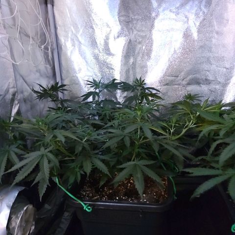 Growerina growlog photo: 09,00 Tutto ok