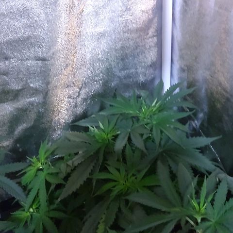Growerina growlog photo: 09,00 Tutto ok