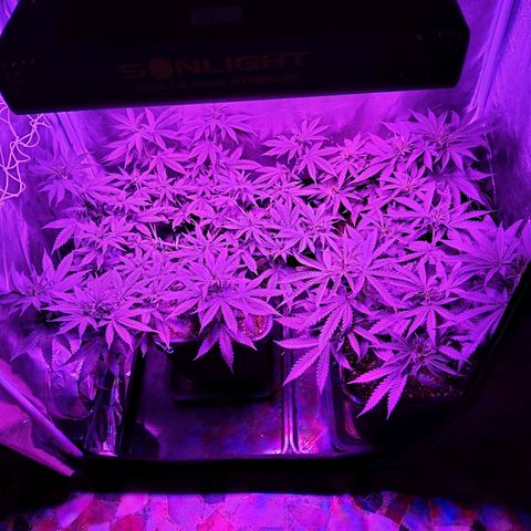 Growerina growlog photo: 18,30 Si comincia a ragionare di Scrog