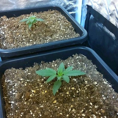 Growerina growlog timeline photo