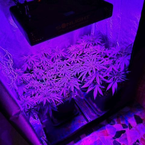 Growerina growlog photo: 20,00 Innaffiato a bestia, la densità di terra di fatto diversa dei 3 vasi è un fattore. E un errore di concetto da evitare in futuro