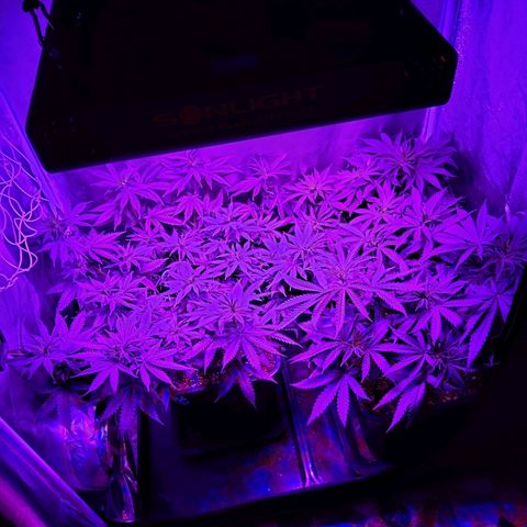 Growerina growlog photo: 19,00 Ok