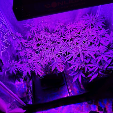 Growerina growlog photo: 23,30 Ovest beve, beve, beve