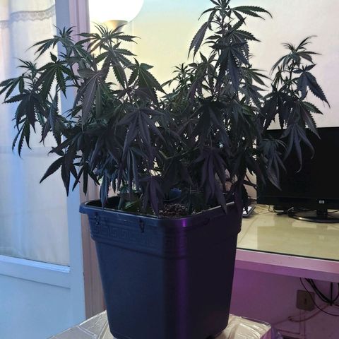 Growerina growlog photo: 09,00 Ovest pre