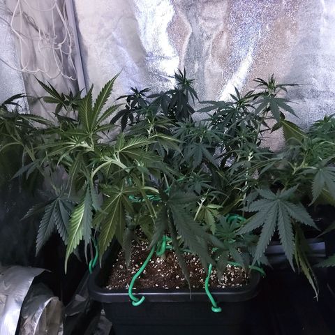 Growerina growlog photo: 09,30 Finito lillipopping.