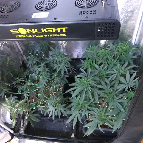 Growerina growlog photo: 09,30 Finito lillipopping.
