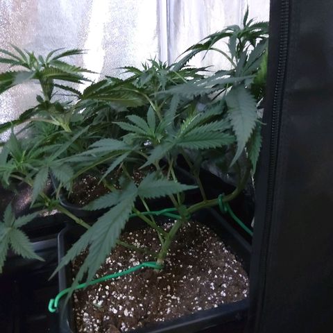 Growerina growlog photo: 09,30 Finito lillipopping.