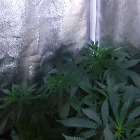 Growerina growlog photo: 09,30 Finito lillipopping.