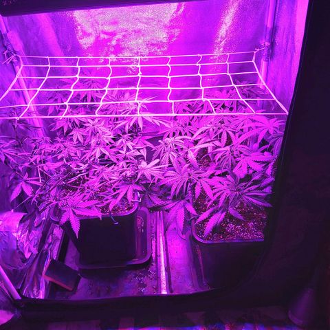 Growerina growlog photo: 12,20 Rete scrog installata, ma è  troppo alta, appena possibile abbassiamo di un bel 10-15 cm.
